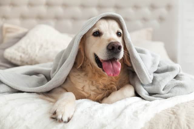 <p>Blankets for winter 2022 </p>