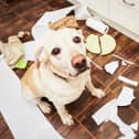Here are some of the naughtiest dog breeds according to new research