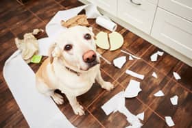 Here are some of the naughtiest dog breeds according to new research