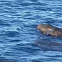 Holidaymaker Sarah Craven believes she saw two crocodiles off the coast of Yorkshire - this is a still image taken from the video shared on Facebook.