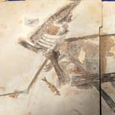 Pterosaurs became extinct around 65 million years ago, roughly at the same time as the dinosaurs. 