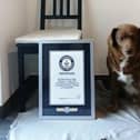 Oldest dog ever: Bobi the Rafeiro do Alentejo farm dog from Portugal breaks Guinness World Record