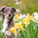 Here’s 10 spring blooms that could be toxic to your pets