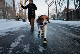 UK weather: Is it too cold to take your dog for a walk - expert advice on when it’s dangerous to exercise dog 