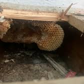 A couple discovered their home had been turned into a giant beehive - after honey started dripping down the walls. 