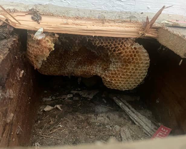 A couple discovered their home had been turned into a giant beehive - after honey started dripping down the walls. 