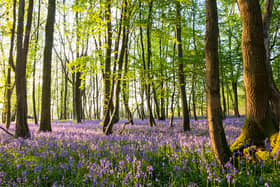 Bluebells (Hyacinthoides non-scripta) in beech woods at dawn, Sussex, England