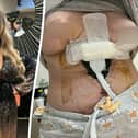 Sara Platt during happier times (L) and her right breast died and she contracted an anti-biotic resistant infection after a ’botched’ Turkish cosmetic surgery (R). (Sara Platt / SWNS)