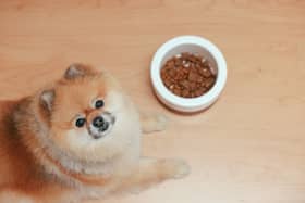 What kind of food can humans share with dogs? Some cupboard staples you can use to improve your pet's diet
