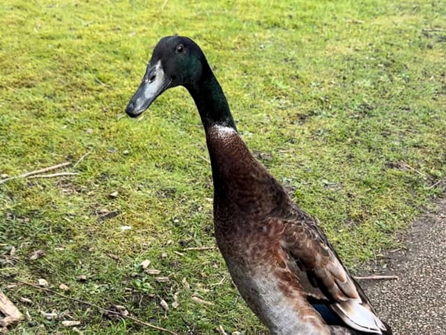 Long Boi has been pronounced dead after having been missing from University of York campus since mid-March.