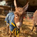 Staff at a farm have been left “devastated” after a baby donkey was stolen from her “distressed” mum in broad daylight. 