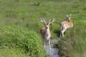 Deer broke into a hospital in Devon 