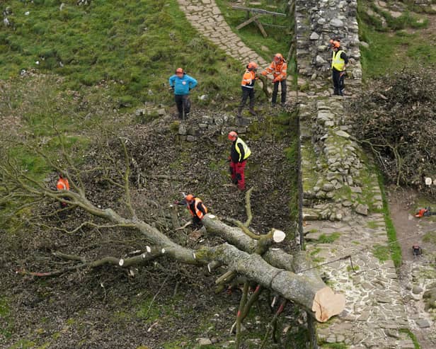 Work has now started chainsawing the felled tree into sections for its removal (Photo: Owen Humphreys/PA Wire)