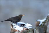 Colder weather drives many birds to seek refuge in gardens (Photo: Ben Andrew/RSPB)