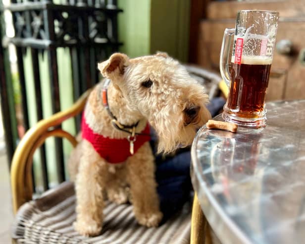 Bertie the lakeland terrier accidentally became an international celebrity - after his owner made him a social media page in a bid to 'find a dog walker'.