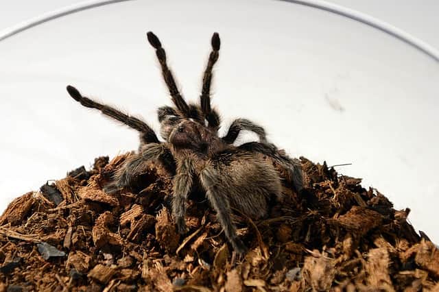 Mr Prendini is the curator of the American Museum of Natural History's spider, scorpion, and centipede collections (Photo:  DON EMMERT/AFP via Getty Images)