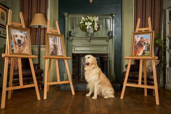 Son of top stud dog, Pierre the Heir, continues guide dog linage