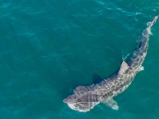 Basking shark spotted off the coast of Scotland in Ayrshire