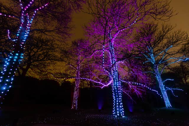 Firework Trees, by ITHACA Studio.