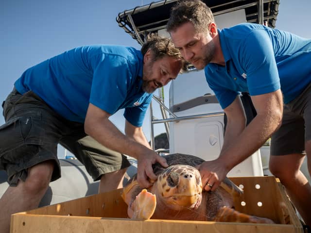 Todd German from SeaLife Scarborough and Scott Blacker from SeaLife Blackpool releasing Nazare a loggerhead sea turtle into the sea off the coast of Horta in the Azores