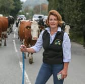 Margaret Lees with her cows as they cross the road from Park Farm in Ramsbottom.