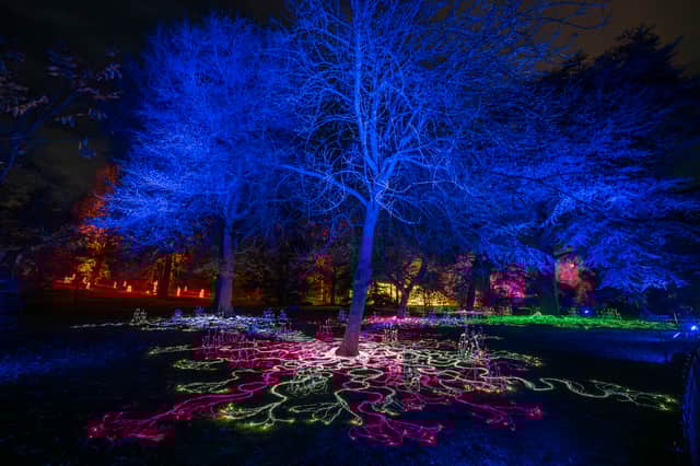 Mycelium Network, colour-changing mushrooms pulse into life highlighting the underground phenomenon connecting mushrooms, plants and trees