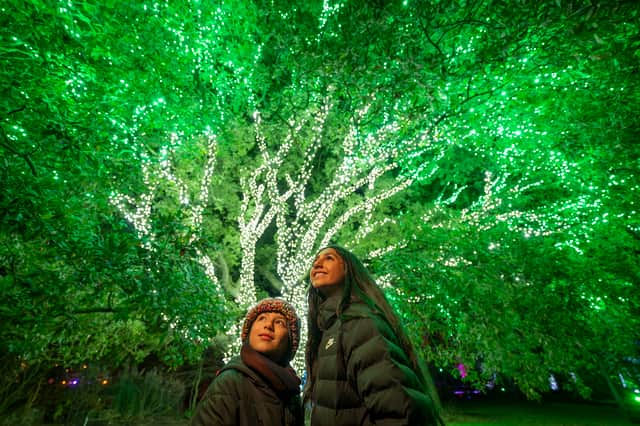 The Pealit Tree is a vast Turner oak and ook experts a week to wrap it in lights