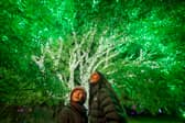 Christmas at the Botanics 2024