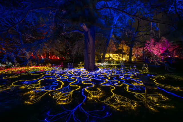 Mycelium Network is an enchanting display of fungi connections.