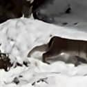 Lynx spotted in the Cairngorms National Park