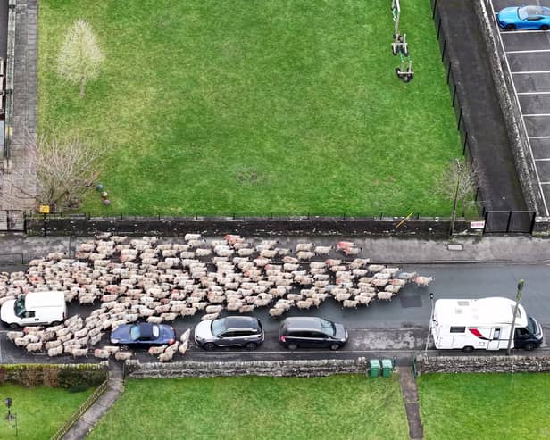 Moment more than 200 sheep run through town.