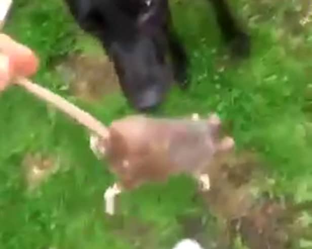 Liam Fair, taunting his dog with the rat. A man has been found guilty of using his neglected dog to cause "unnecessary suffering" to a rat in a shocking video.
