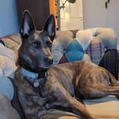 Mia the Dutch Shepherd.