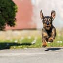 Dogs can suffer from hay fever during the pollen season just like humans.