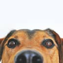 The warm weather can be dangerous for our dogs.