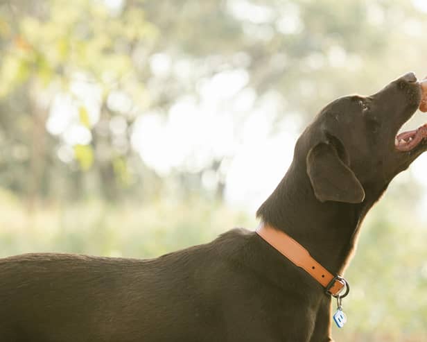 Easter eggs can be potentially fatal if eaten by our dogs/