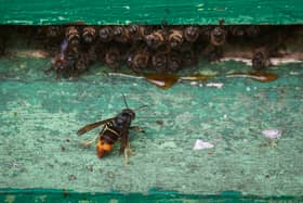 How to treat an Asian hornet sting after a rise in sightings across the UK.
