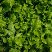 Lettuce water is once again growing in popularity on social media.