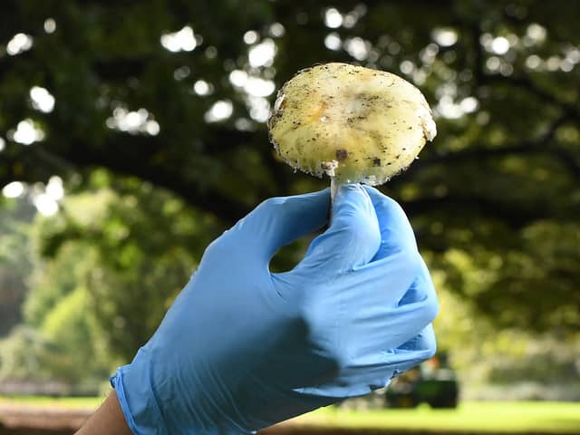 A scientist inspects a death cap mushroom at the Royal Botanic Gardens in Melbourne.