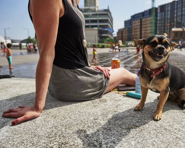 The 7 second rule all dog owners should know before walking in the heat.