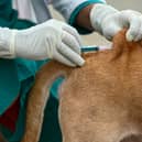 Should you be worried about rabies when on holiday?
