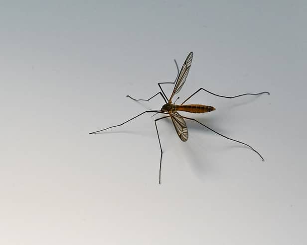 Mosquito bites can become itchy but it's important not to scratch them.