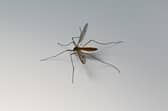 Mosquito bites can become itchy but it's important not to scratch them.