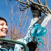 A mini chainsaw is an ideal tool for pruning season