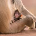 A Hanuman Langur infant is groomed by his mother in Jodphur, India 