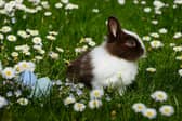 If you suspect your rabbit has this virus, isolate them immediately and contact your vet.