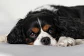 Many dog owners worry about what will happen to their pet after they are gone.