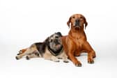 Pet custody is becoming an increasingly common issue in modern relationships.