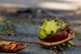 Conkers can cause your dog to become unwell within hours. 