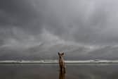 Dog owners are being asked to weigh up the risks of walking their dog during Storm Amy. 
